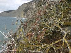 Pistacia-mutica_плодоношение_декабрь